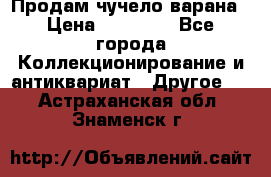 Продам чучело варана › Цена ­ 15 000 - Все города Коллекционирование и антиквариат » Другое   . Астраханская обл.,Знаменск г.